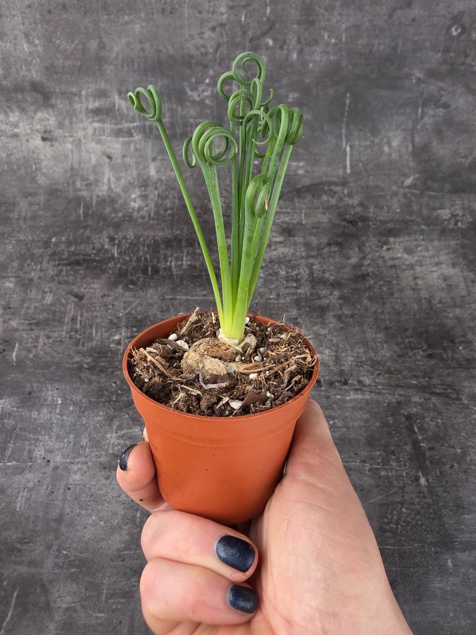 Albuca Spiralis 8,5 cm